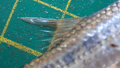 Microphysogobio alticorpus