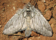 Desmeocraera basalis