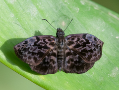 Cycloglypha tisias