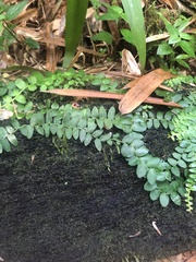 Marcgravia rectiflora