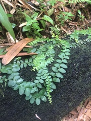 Marcgravia rectiflora