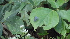 Catochrysops panormus exiguus