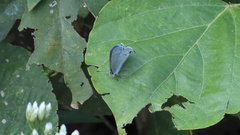 Catochrysops panormus exiguus