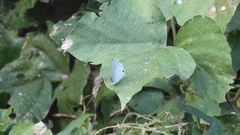 Catochrysops panormus exiguus