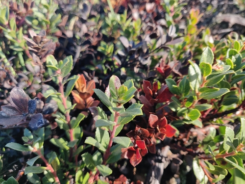 Image of Arctostaphylos pacifica by (c) Alexander Wentworth, some rights reserved (CC BY)