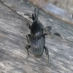 Cosmopolites sordidus