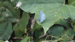 Catochrysops panormus exiguus