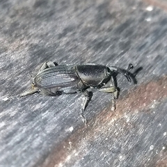 Cosmopolites sordidus
