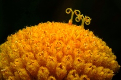 Gaillardia megapotamica