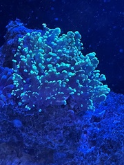 Fimbriaphyllia divisa