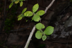 Pereskiopsis diguetii