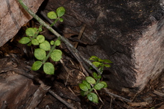 Pereskiopsis diguetii