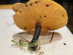 Hygrophoropsidaceae