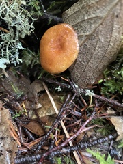 Hygrophoropsidaceae