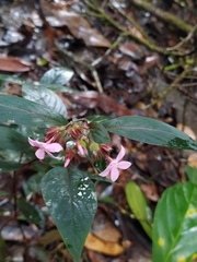 Sipanea wilson-brownei