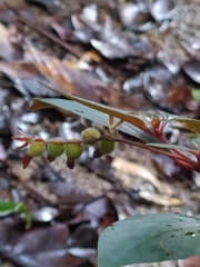 Sipanea wilson-brownei