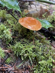 Hygrophoropsidaceae