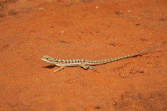 Ctenophorus maculatus