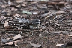 Rhipidura albiscapa preissi