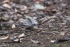 Rhipidura albiscapa preissi