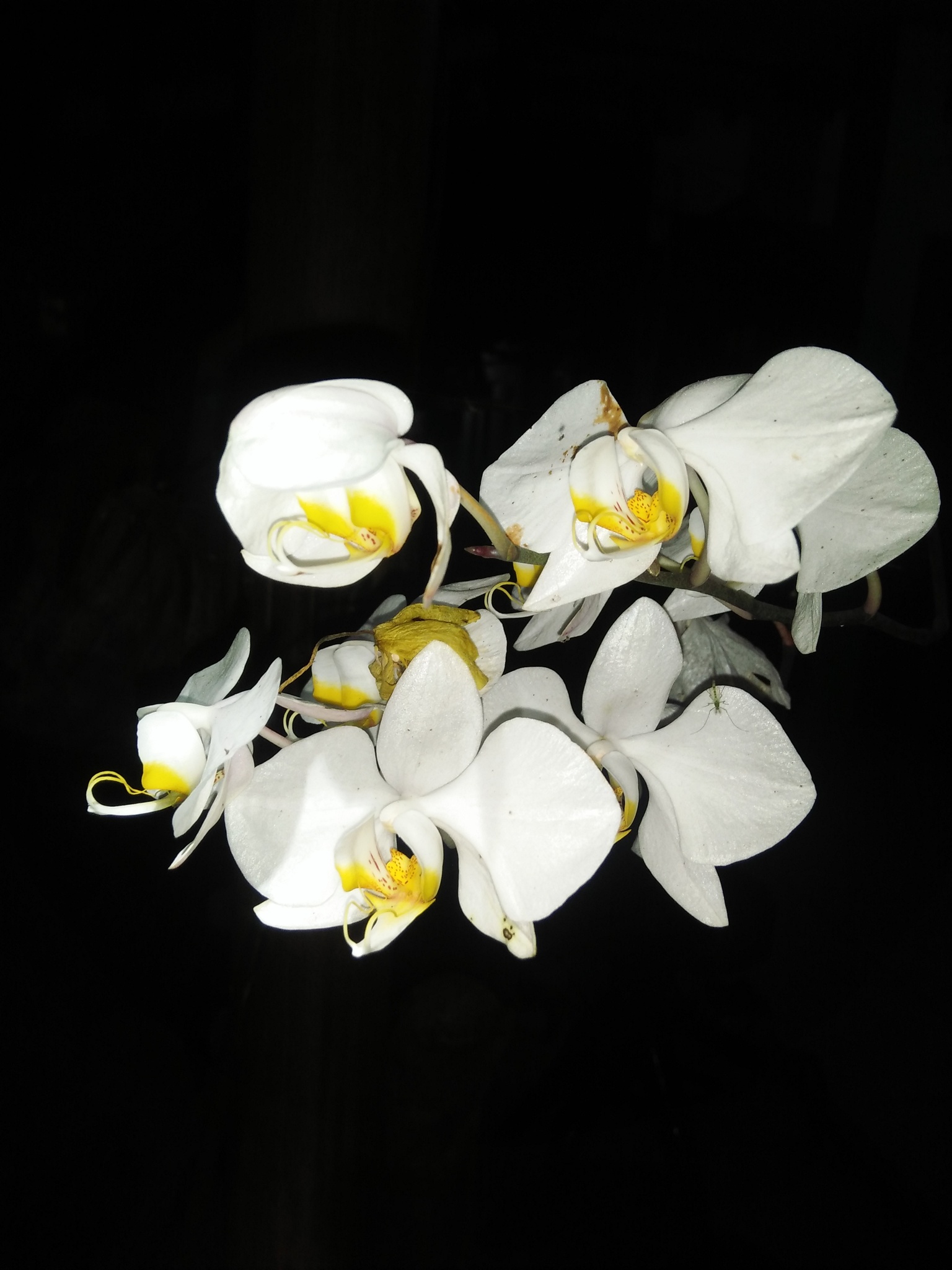 Imagem de Orquídea borboleta