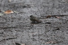 Rhipidura albiscapa preissi