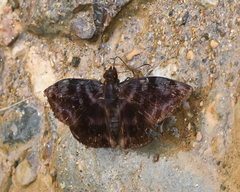 Ebrietas infanda