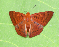 Emesis mandana