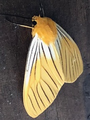 Pseudischnocampa nervosa