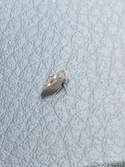 Enchenopa quadricolor