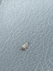 Enchenopa quadricolor