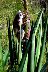 Lemur catta