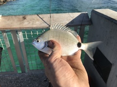 Diplodus holbrookii