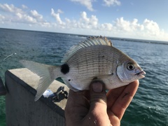 Diplodus holbrookii