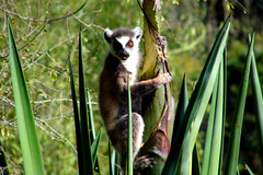 Lemur catta