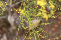 Acacia extensa