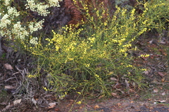 Acacia extensa