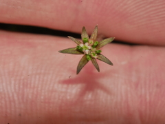Chaerophyllum colensoi colensoi