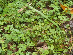 Chaerophyllum colensoi colensoi