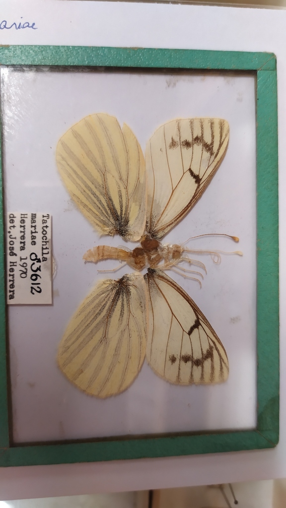 Phulia mariae