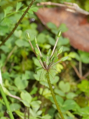 Chaerophyllum colensoi colensoi