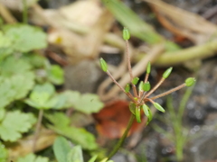 Chaerophyllum colensoi colensoi
