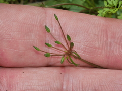 Chaerophyllum colensoi colensoi