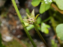 Chaerophyllum colensoi colensoi
