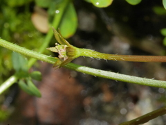 Chaerophyllum colensoi colensoi