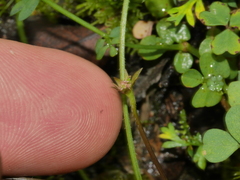 Chaerophyllum colensoi colensoi