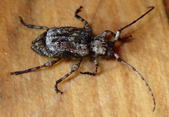 Leptostylus transversus