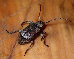 Leptostylus transversus