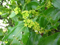 Ziziphus jujuba
