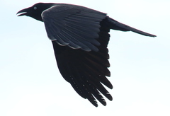 Corvus tasmanicus boreus